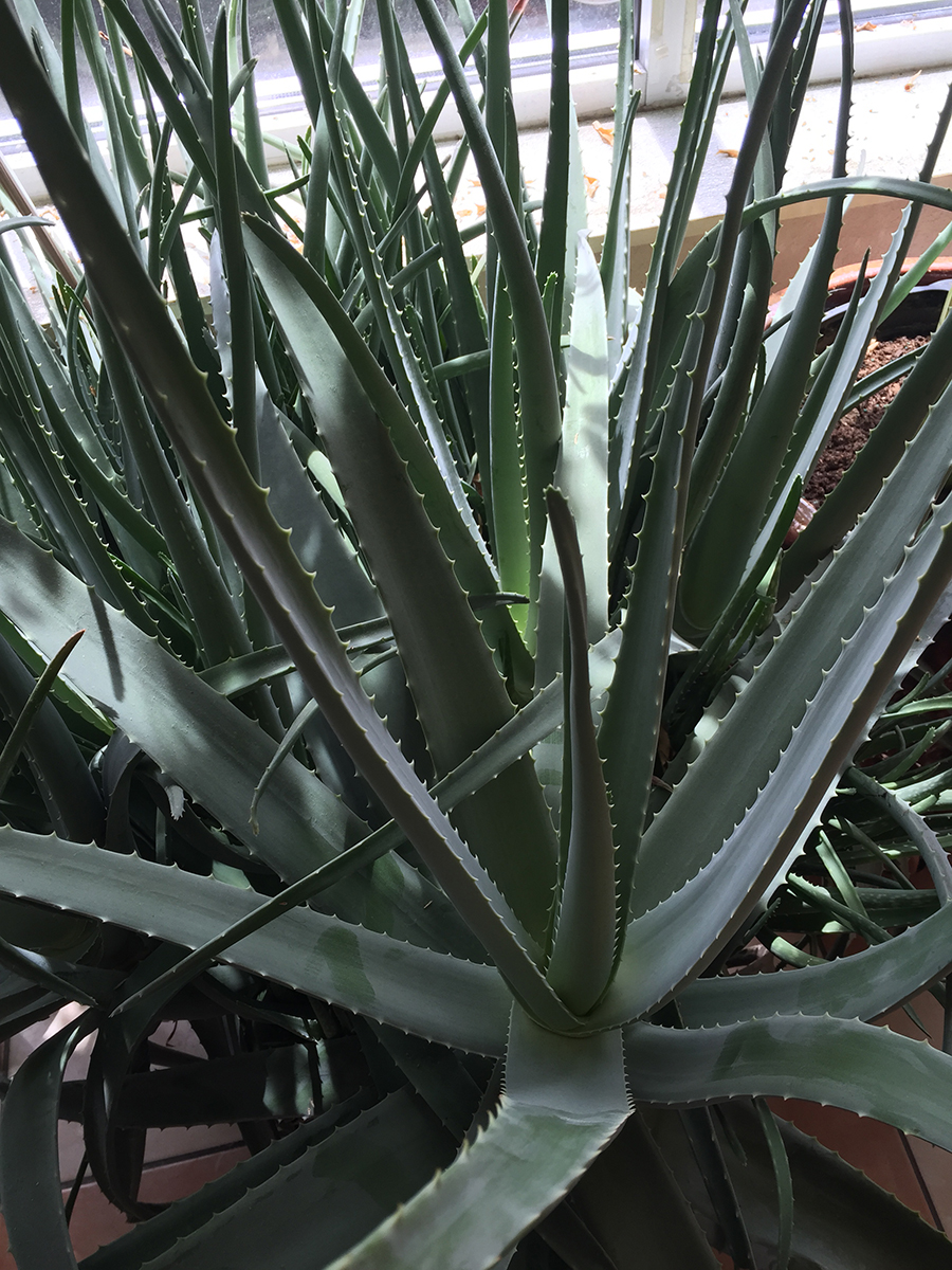 Aloe-Vera-Plant2